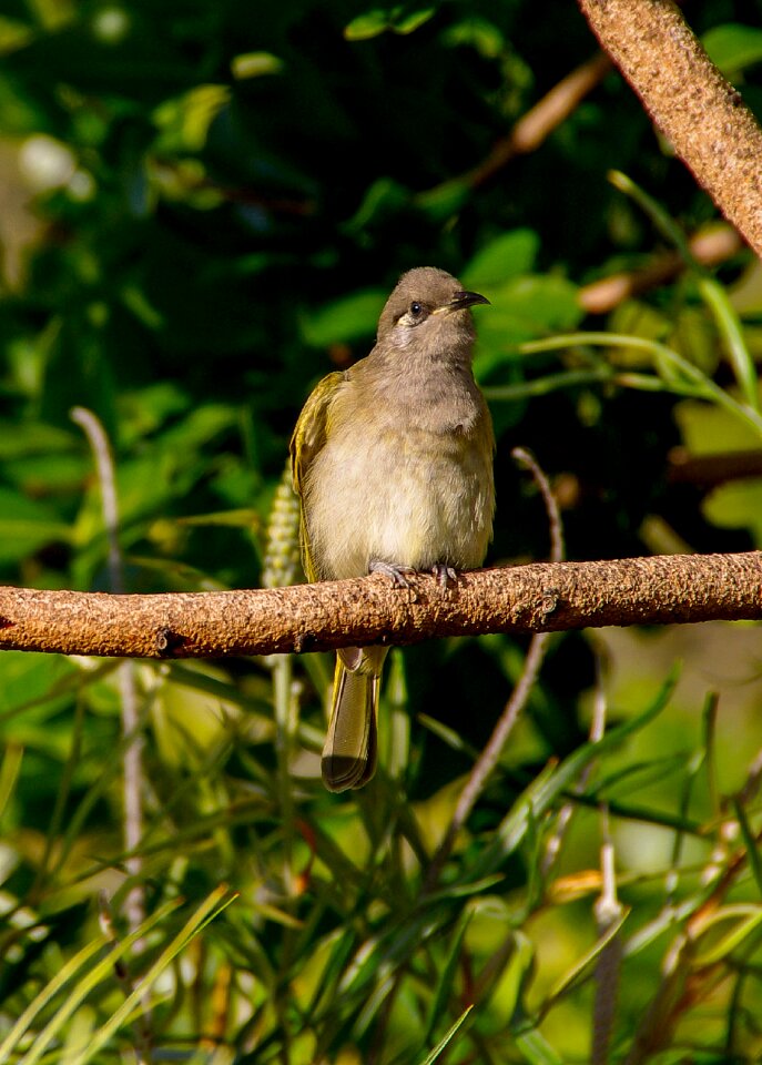 Juvenile small tree