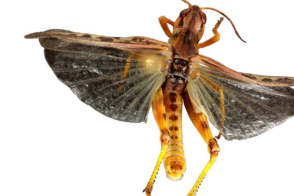 Camnula pellucida (top view)
