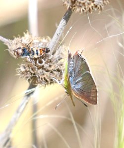 HAIRSTREAK, SILVER-BANDED (Chlorostrymon simaethis) (5-11-2020) upper peppersauce cyn, catalina mts, pinal co, az -06
