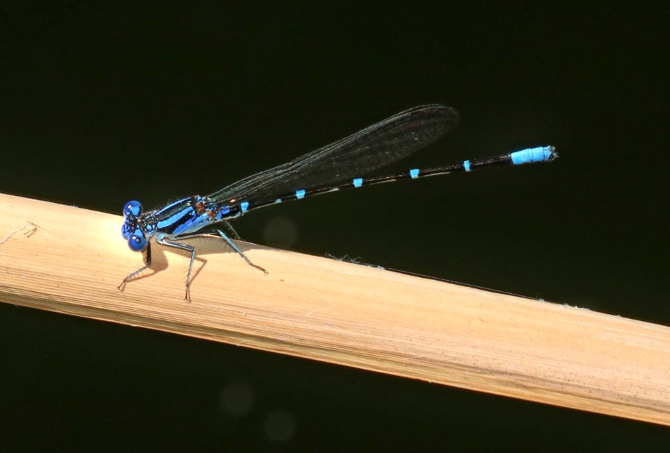 DANCER, BLUE-RINGED (Argia sedula) (9-30-2020) pena blanca lake, santa cruz co, az -01