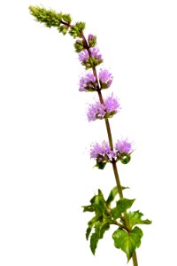 A sprig of flowering mint