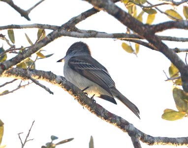 595 - LA SAGRA'S FLYCATCHER (1-8-2020) everglades national park, miami-dade co, fl -01