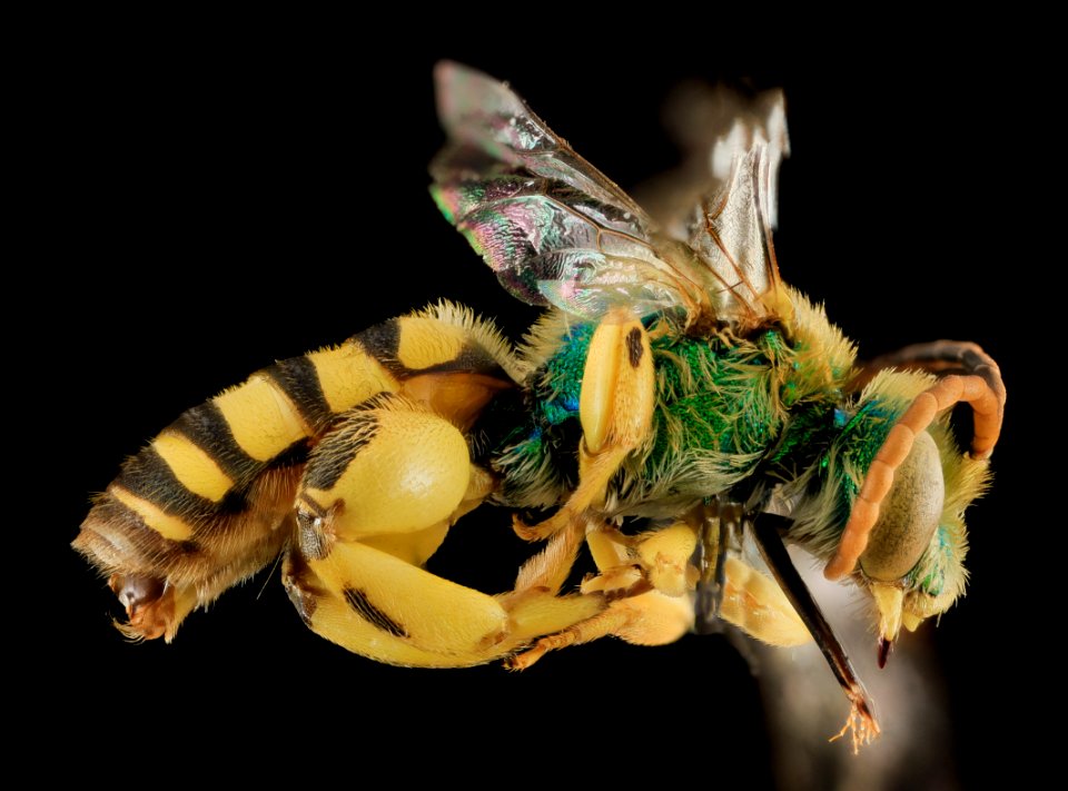 Agapostemon femoratus,M, Side, White Pine Co,NV 2013-12-12-14.50.33 ZS PMax