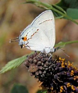 HAIRSTREAK, GRAY (Strymon melinus) (5-15-2020) garden canyon, huachuca mts, cochise co, az -02