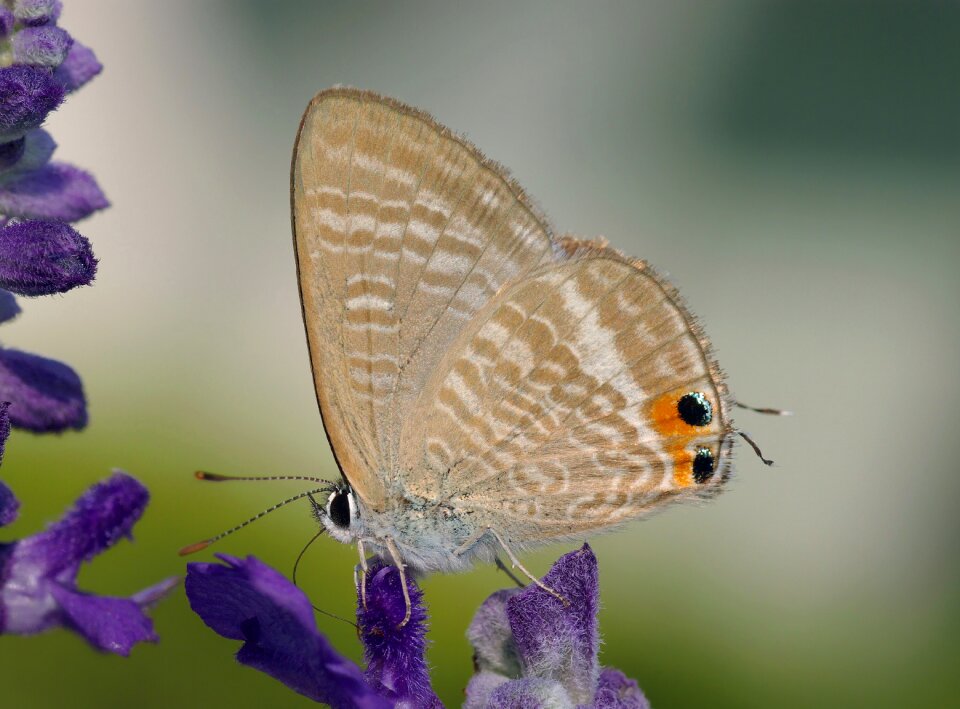 Nature insect wings