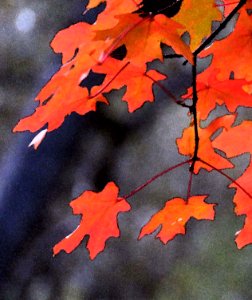 HUACHUCA MOUNTAINS, Ramsey Canyon, AZ (11-2-2019) fall color -33 PHOTOSHOP WATERCOLOR