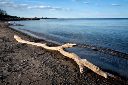 Driftwood photo