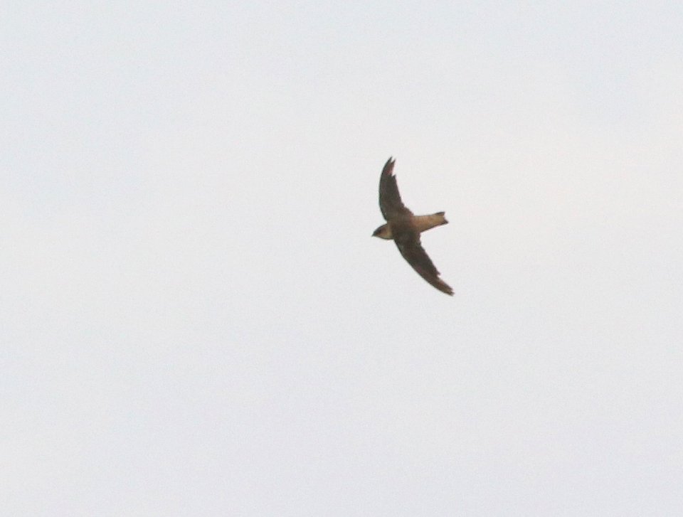 485 - VAUX'S SWIFT (9-13-2020) san rafael grasslands, santa cruz co, az -10