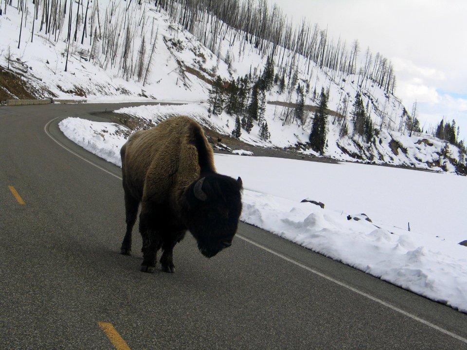 Bison at Sedge Bay area