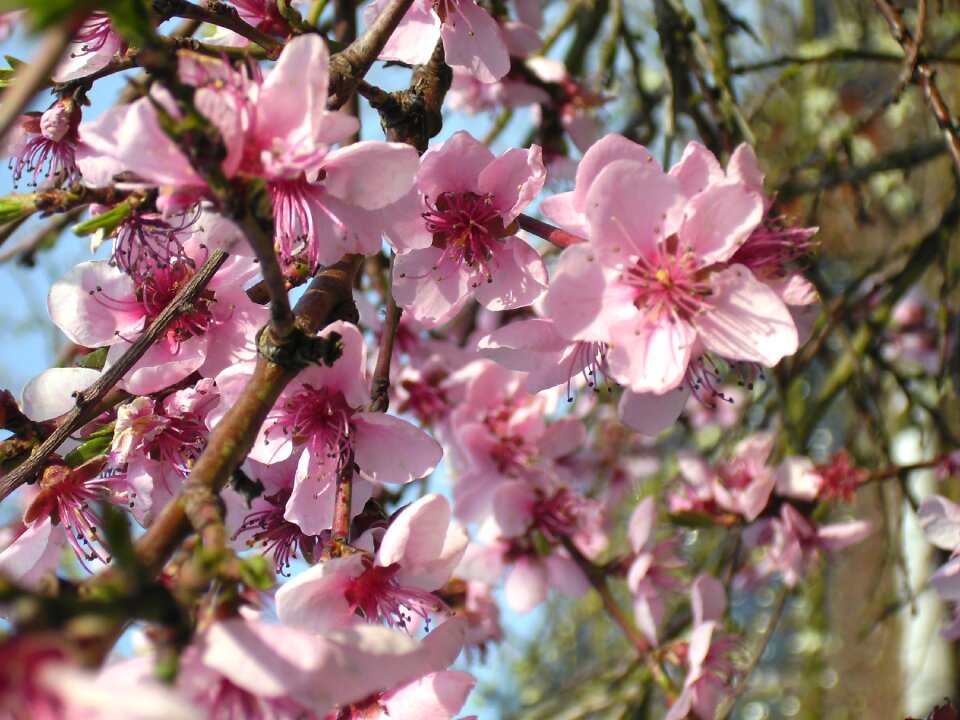 Pink garden nature
