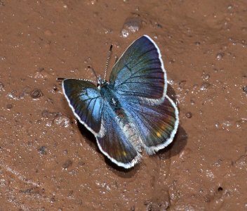 BLUE, MELISSA (Plebejus melissa) (6-18-2020) 7900 ft, hall's tank #3, greene's mt area, apache co, az -20