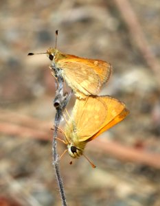 SKIPPER, WOODLAND (Ochlodes sylvanoides) (8-2-2020) 3100 ft, oak-grass-doug fir habitat, trinity co, ca -02