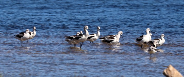 274 - AMERICAN AVOCET (10-11-2020) patagonia lake, santa cruz co, az -01