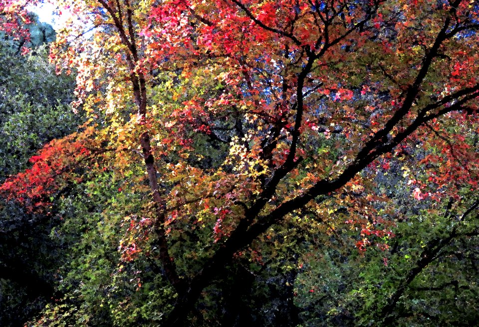 HUACHUCA MOUNTAINS, Ramsey Canyon, AZ (11-2-2019) fall color -28 PHOTOSHOP WATERCOLOR