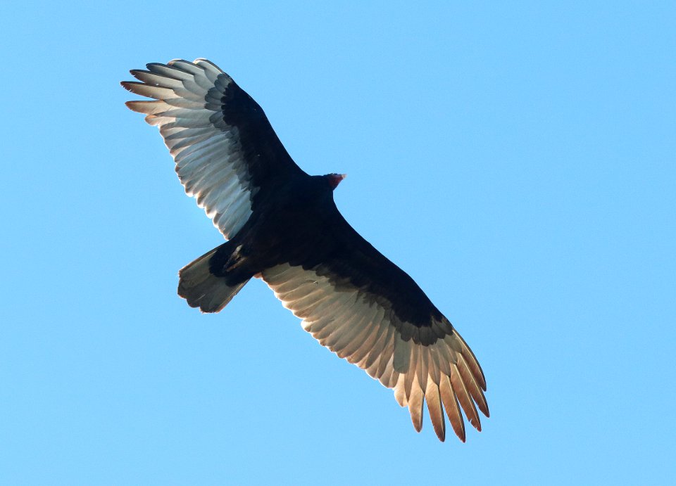 203 - TURKEY VULTURE (1-5-2020) marathon, florida -03