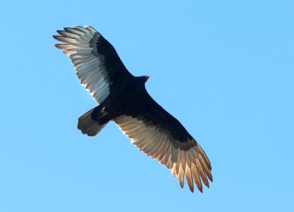 203 - TURKEY VULTURE (1-5-2020) marathon, florida -03