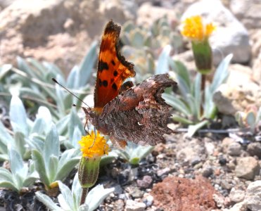 COMMA, HOARY (Polygonia gracilis) (7-26-2020) 8000 ft, crater lake drive, klamath co, or -03