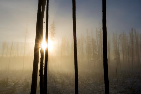 Sunrise steam, Norris Geyser Basin