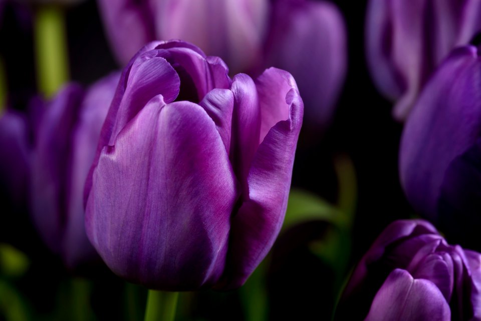 Purple tulips photo