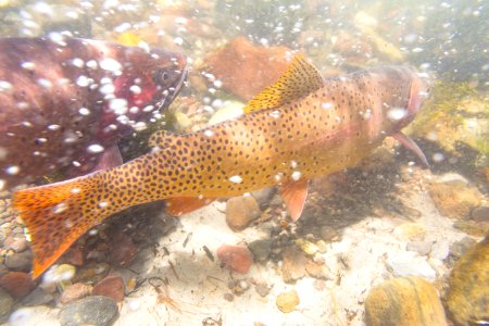 Spawning Yellowstone cutthroat trout (Oncorhynchus clarkii bouvieri) (12)