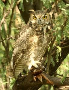 455 - GREAT HORNED OWL (9-15-2019) sierra vista waste treatment plant, cochise co, az -03