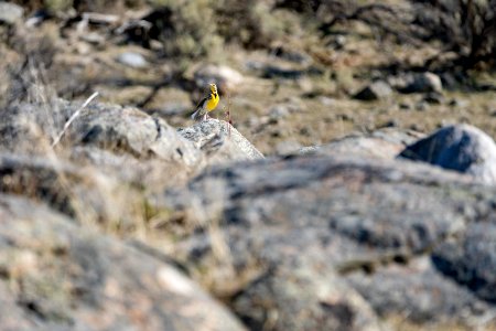 Western medowlark perched on a rock photo