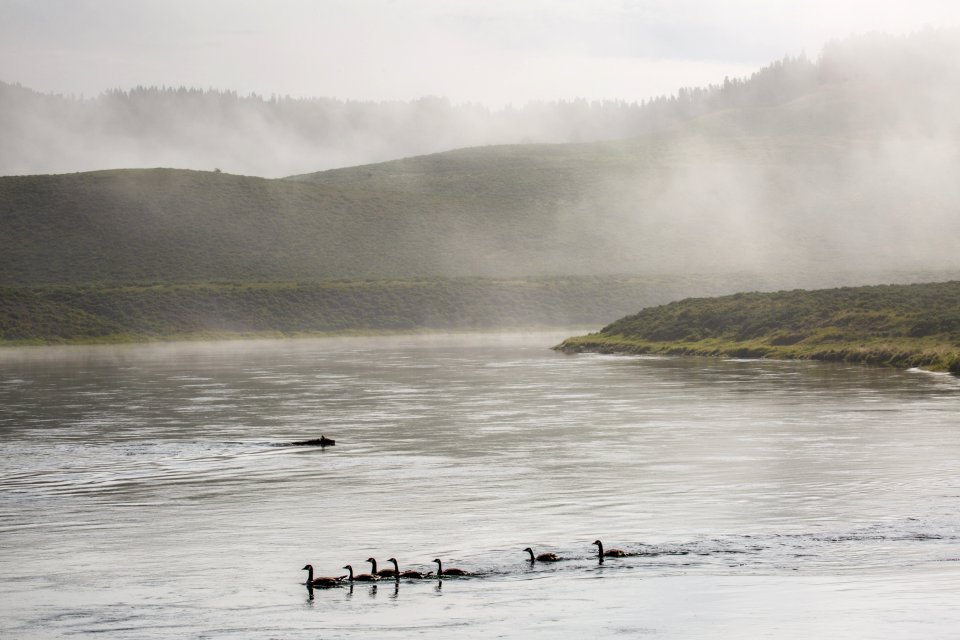 Geese & Grizzly, Yellowstone River
