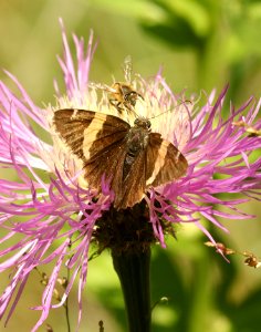 SKIPPER, GOLDEN-BANDED (Autochton cellus) (9-3-2019) garden canyon, huachuca mts, cochise co, az -02