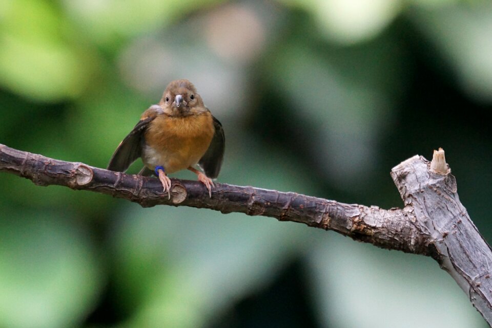 Small bird zoo photo