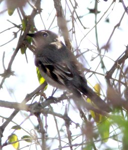 737 - TOWNSEND'S SOLITAIRE (2-8-14) patagonia lake state park, scc, az