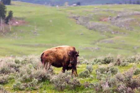 Newborn bison, Lamar Valley photo