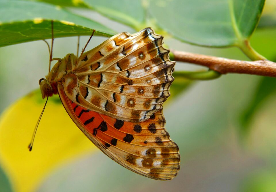 Wings colorful leaf