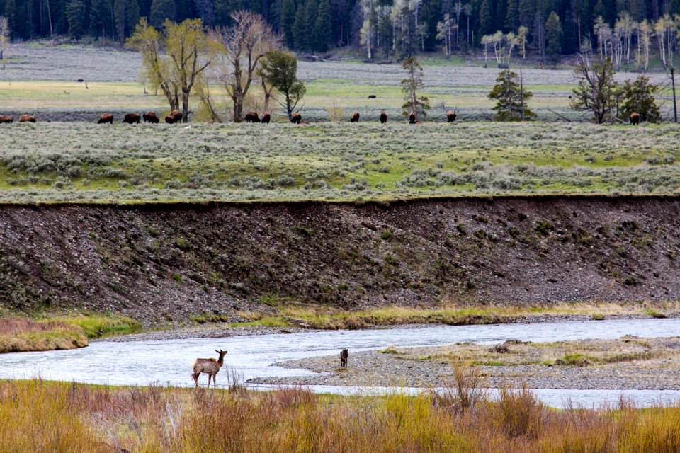 Standoff, Lamar Valley