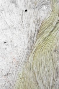Filamentous bacteria at Mammoth Hot Springs