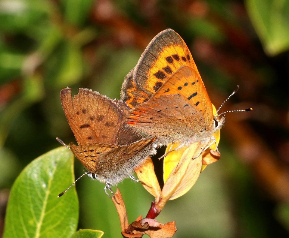 COPPER, PURPLISH (Lycaena helloides) (8-7-2020) 10500 ft, wolf creek pass, mineral co, co -05