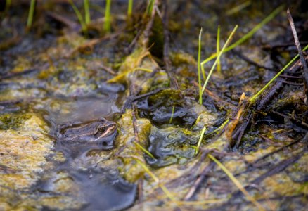 Columbia spotted frog, Mammoth Hot Springs