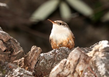 691 - CANYON WREN (3-22-2010) copper canyon, huachuca mts, cochise co, az -05