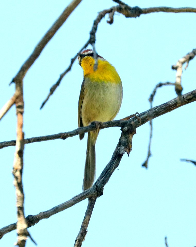 845 - RUFOUS-CAPPED WARBLER (5-22-2019) hunter canyon, huachuca mts, cochise co, az -01