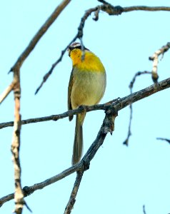 845 - RUFOUS-CAPPED WARBLER (5-22-2019) hunter canyon, huachuca mts, cochise co, az -01