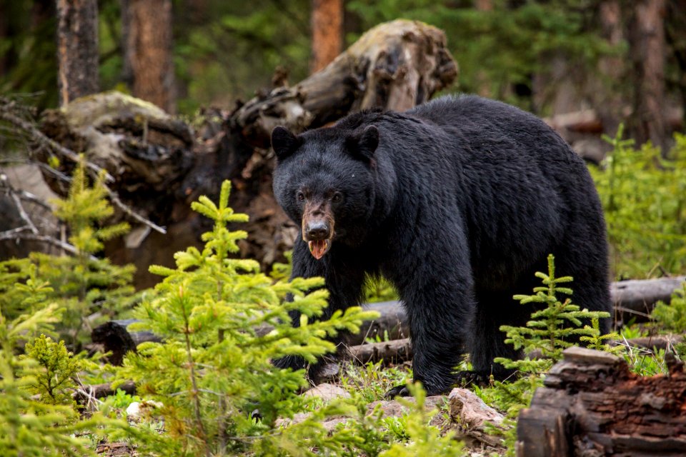Black bear, Northeast Entrance