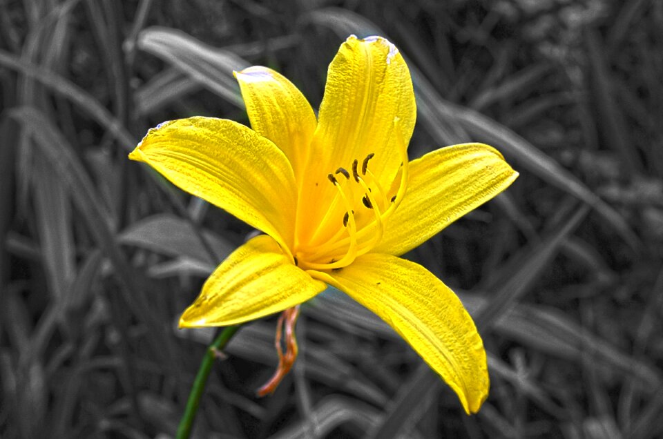 Plant macro yellow