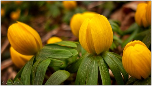 Winter Aconite, Rattray Marsh, Mississauga photo