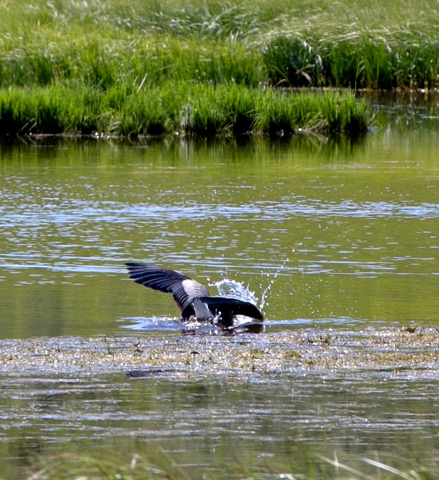 Great blue heron fishing on the Yellowstone River