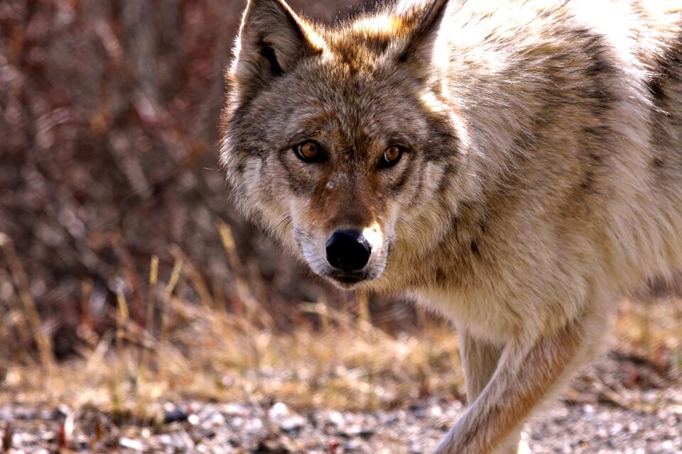 Wild wildlife mammal