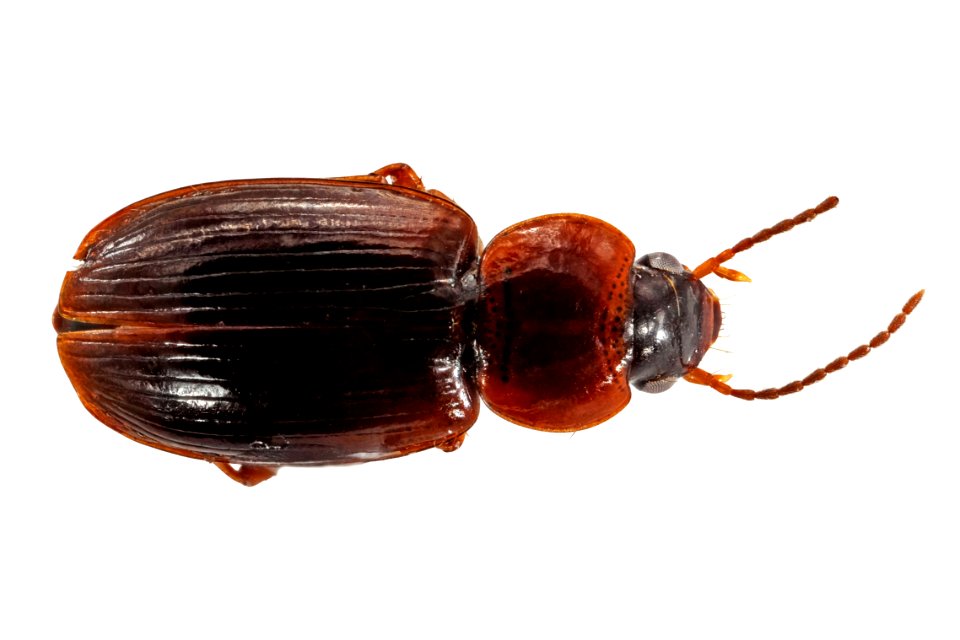 Pterostichus protractus (top view)