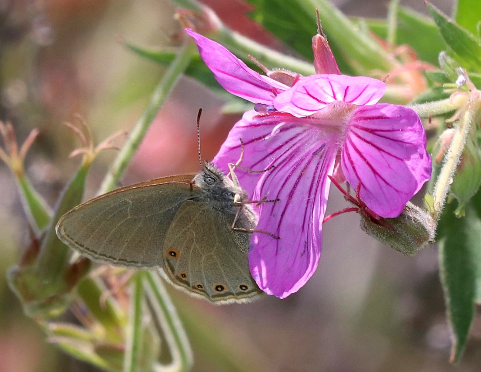 RINGLET, HAYDEN'S (Coenonympha haydenii) (7-18-2020) 7800 ft, teton co, wy -02