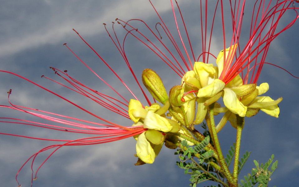 MEXICAN BIRD OF PARADISE (Caesalpinia mexicana) (5-9-2020) hereford, cochise co, az -02