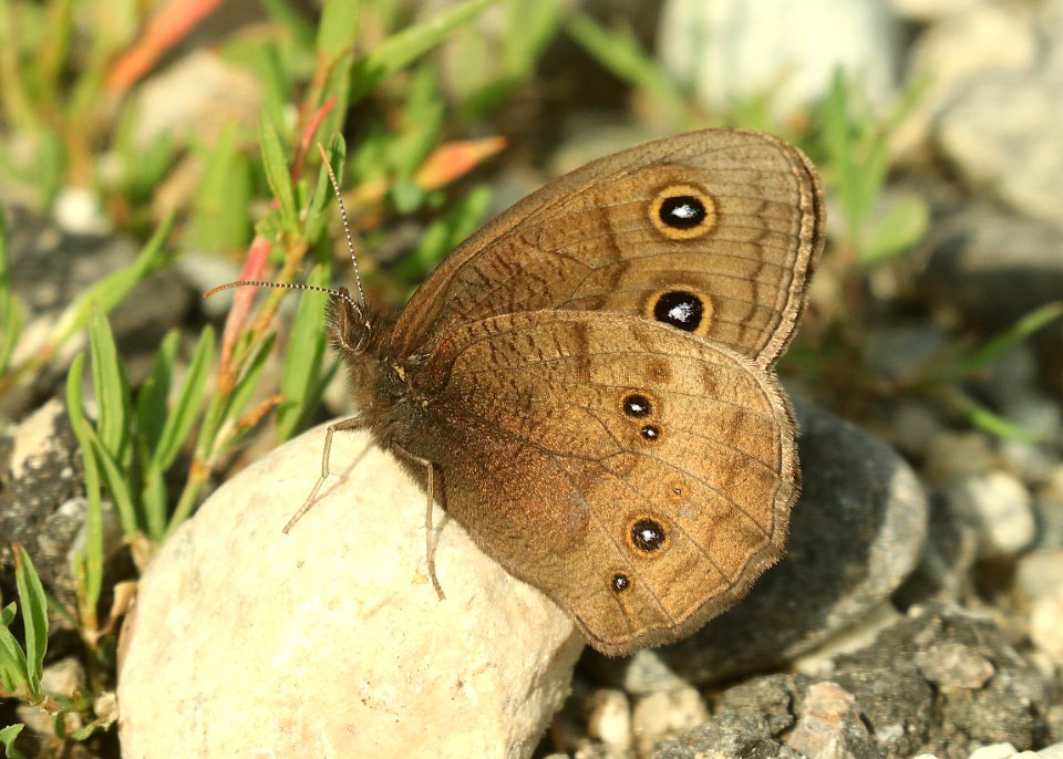 WOOD-NYMPH, COMMON (Cercyonis pegala) (7-23-2019) 7200 ft, custer-gallatin nat forest, gallatin co, mt (1)