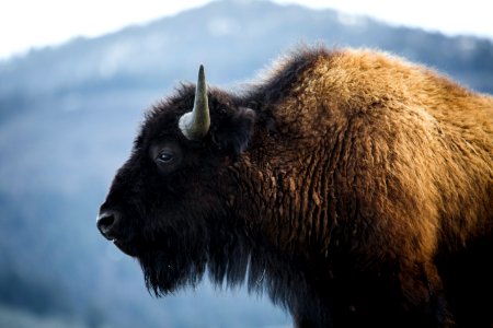 Bison, Lamar Valley