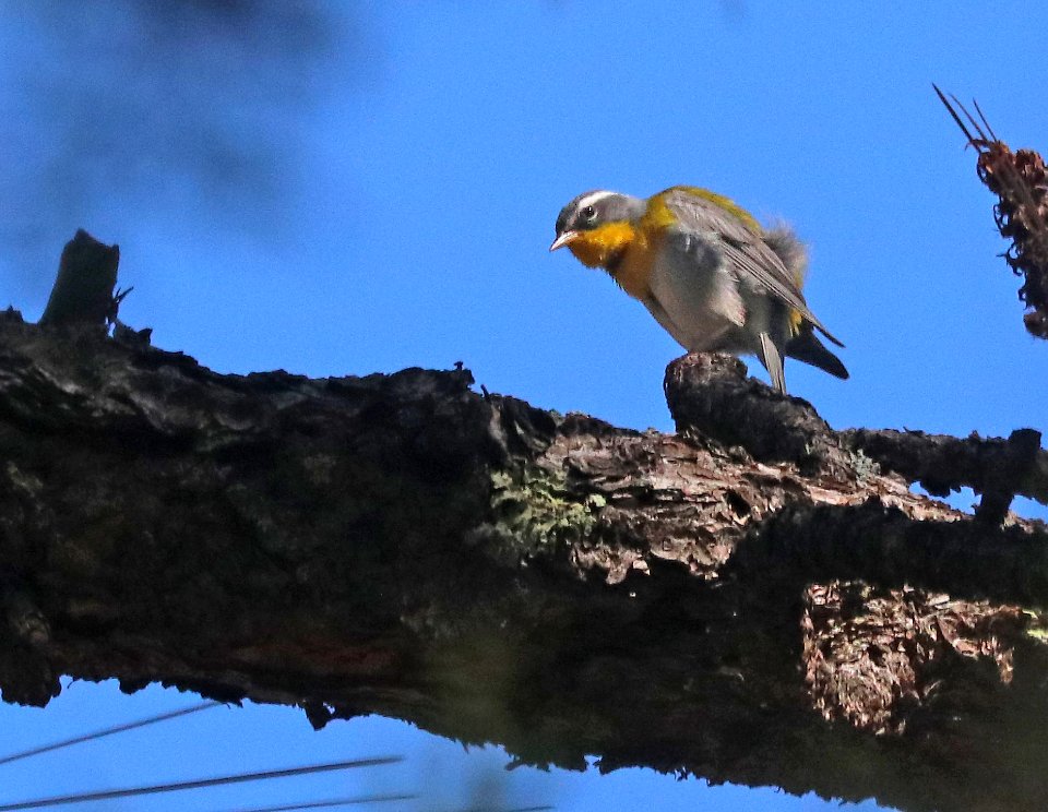 830 - CRESCENT-CHESTED WARBLER (4-29-2020) turkey creek, chiricahua mts, cochise co, az -15